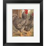 Cassell - Cassell's Roosters II (R141331-AEAEAGOELM)