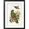 John Gould - Parrots I (R141792-AEAEAGOFLM)