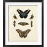 George Wolfgang Knorr - Butterflies I (R200048-AEAEAGOFLM)