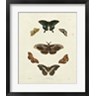 George Wolfgang Knorr - Butterflies III (R200050-AEAEAGOFLM)