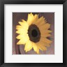 Erin Clark - Sunflower (R206851-AEAEAGOELM)