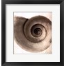 Michael Mandolfo - Snail Shell (R31458-AEAEAGOELM)
