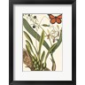 Marc Catesby - Butterfly and Botanical IV (R643851-AEAEAGOFLM)