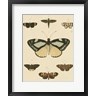 Pieter Cramer - Heirloom Butterflies II (R643855-AEAEAGOFLM)