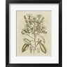 Samuel Curtis - Tinted Botanical I (R643862-AEAEAGOFLM)