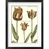 Crispin Van Der Passe - De Passe Tulipa I (R643882-AEAEAGOFLM)