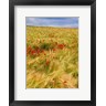 Colby Chester - Poppies in Field II (R668974-AEAEAGOFLM)