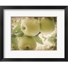 Jason Johnson - Vintage Apples II (R675762-AEAEAGOFLM)