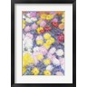 Claude Monet - Chrysanthemums, 1897 - vertical (R681005-AEAEAGOFLM)