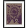 Sunflower 14 (R684293-AEAEAGOFDM)