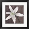 Erin Clark - White Lily (R685760-AEAEAGOEDM)