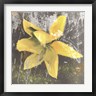 Erin Clark - Tulip Fresco (yellow) (R685861-AEAEAGOFDM)