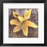 Erin Clark - Tulip Fresco (yellow) (R685862-AEAEAGOEDM)