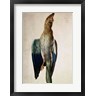 Albrecht Durer - Blue Crow, 1512 (R689223-AEAEAGOFLM)