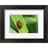 Two Ladybugs (R691531-AEAEAGODLM)