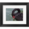 Black Swan (R691898-AEAEAGODLM)