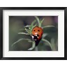 Close-up of a ladybug on leaves (R693224-AEAEAGOFLM)