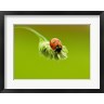 Close-up of a ladybug on a flower (R693225-AEAEAGOFLM)