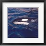Killer Whale Swimming (R693952-AEAEAGOFLM)