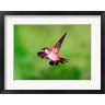 Close-up of a Rufous hummingbird flying (R693984-AEAEAGOFLM)