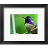 Hummingbird I (R696725-AEAEAGOELM)
