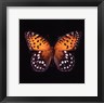 Lola Henry - Techno Butterfly IV (R697329-AEAEAGOELM)