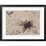 High angle view of a Black Widow Spider (R698214-AEAEAGOFLM)