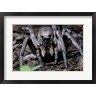 Close-up of a Carolina Wolf Spider (R698216-AEAEAGOFLM)