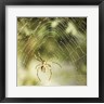 Garden Spider (R698218-AEAEAGOFLM)