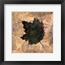 Linda Grayson - Antiqued Leaves III (R699102-AEAEAGOELM)