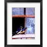 Chris Vest - Barn Swallows Window (R703302-AEAEAGOFLM)