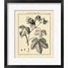Charles Francois Sellier - Vintage Botanical Study IV (R712983-AEAEAGOFLM)