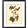 John James Audubon - Anna Hummingbird (R713079-AEAEAGOFLM)
