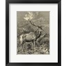 Friedrich Specht - Vintage Roe Deer II (R713102-AEAEAGOFLM)