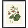 Plantation Strawberries I (R713526-AEAEAGOFLM)
