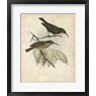 John Gould - Antique Gould Hummingbird I (R713571-AEAEAGOFLM)