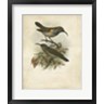 John Gould - Antique Gould Hummingbird III (R713573-AEAEAGOFLM)