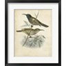 John Gould - Antique Gould Hummingbird IV (R713574-AEAEAGOFLM)
