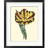 Frederick W. Watts - Antique Tulip I (R713789-AEAEAGOFLM)