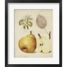 Heinrich Pfeiffer - Harvest Pears II (R714097-AEAEAGOFLM)