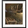 Leo Stans - Elk Portrait I (R715199-AEAEAGOFDM)