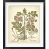 Basilius Besler - Tinted Besler Botanical III (R715554-AEAEAGOFLM)
