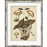 Hansjorg Furrer - Antique Mushrooms II (R715806-AEAEAGKFOE)