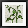Andrea Davis - Planta Green V (R726073-AEAEAGOELM)