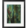 Suzanne Wilkins - Turquoise Bamboo I (R726101-AEAEAGOFLM)