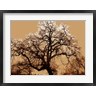 George Dilorenzo - Oak Tree on Tope (R726232-AEAEAGOFDM)