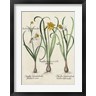 Basilius Besler - Besler Narcissus I (R730369-AEAEAGOFLM)