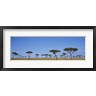 Panoramic Images - Acacia trees on a landscape, Maasai Mara National Reserve, Kenya (R742208-AEAEAGOFDM)