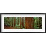 Panoramic Images - Redwoods tree in a forest, Whakarewarewa Forest, Rotorua, North Island, New Zealand (R742943-AEAEAGOFDM)
