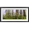 Panoramic Images - Rhododendron flowers in a forest, Del Norte Coast State Park, Redwood National Park, Humboldt County, California, USA (R742954-AEAEAGOFDM)